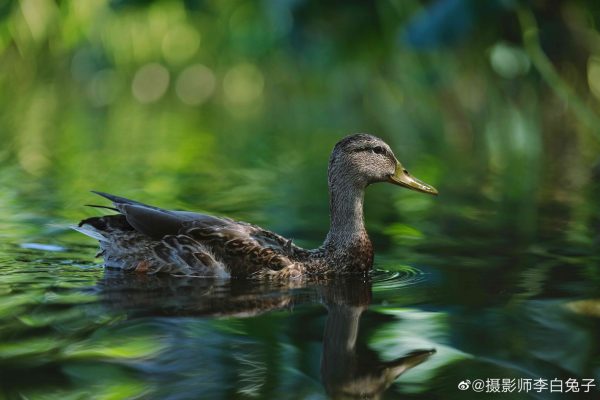 Viltrox 唯卓仕 AF 75mm F1.2 PRO 富士 XF卡口 APSC 自動對焦 超大光圈鏡頭