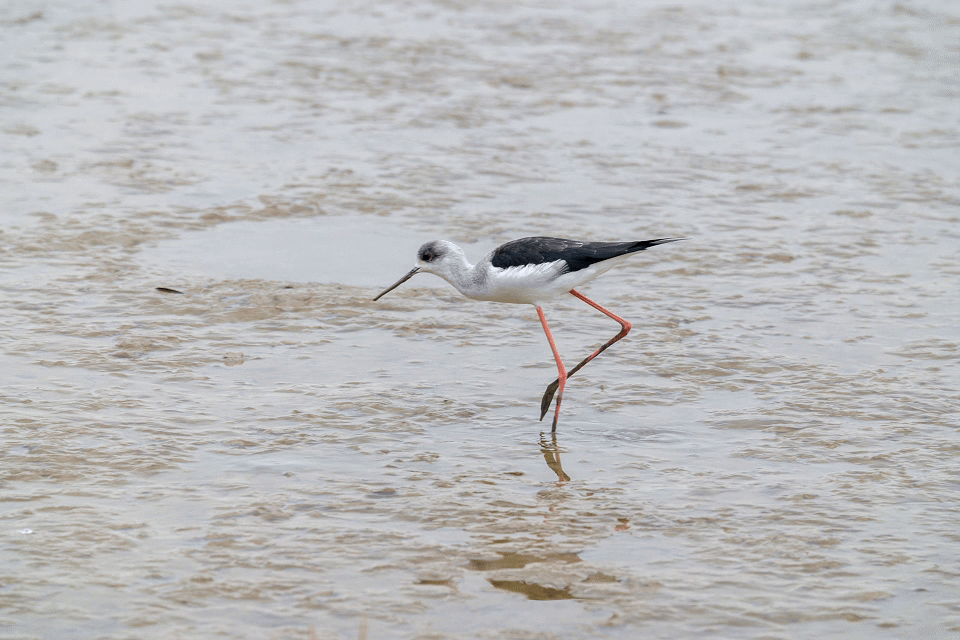 (預購中)唯卓仕 Viltrox TC 2.0x Sony E-mount Teleconverter 2.0倍高效能增距鏡 遠攝增距鏡 2倍增距 自動對焦:圖片 16